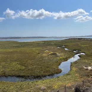 a view of a marshy area