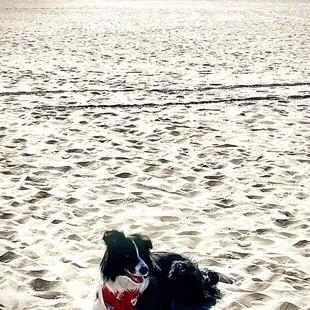 Peppa enjoying the warm sand @ Breakers Beach, Coronado, CA.