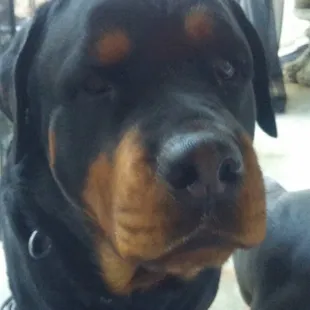 You might get to say hi to Buddy