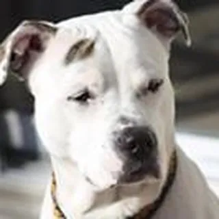 Bella A.