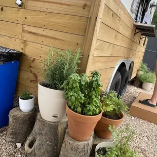 Herbs