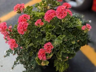 Hollandberry Pannekoeken