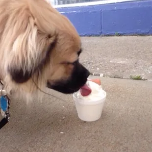 Ronin enjoying his delicious treat.