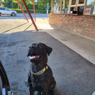 Pup at Nubbins