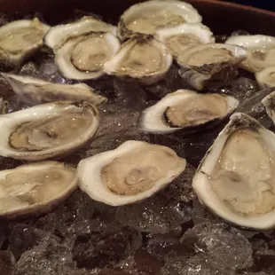 Oysters!