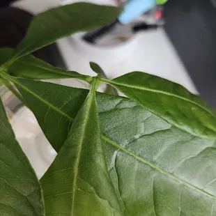 Number One Chinese Kitchen restaurant