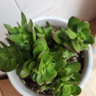 Number One Chinese Kitchen restaurant