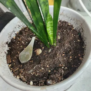 Number One Chinese Kitchen restaurant