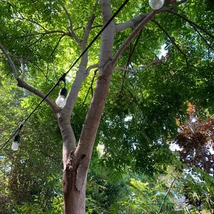 9/5/22 as I look up, this is the green canopy of trees that gives me shade where I sit