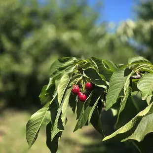 Even more cherries