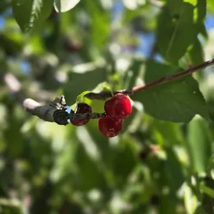 Cherries!