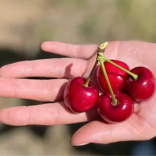 Beautiful cherries