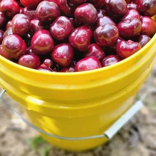 12LB OF  CHERRIES
