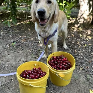 Buckets of cherries!