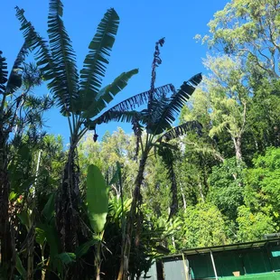 Banana tree