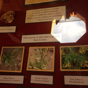 A display about tobacco use from native plants.