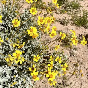 yellow flowers growing in the desert