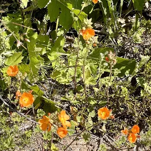 a cluster of orange flowers in a bush