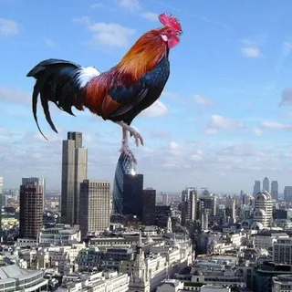 Rooster C.