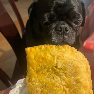 Jamaican beef patty. Flaky, flavorful, and fresh. Don&apos;t worry the dog didn&apos;t get any!