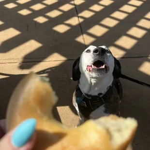 Rusty loves these bagels as much as I do!