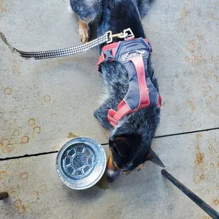 Water they gave my dog without asking for it!