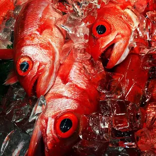 Troys has the best fish!