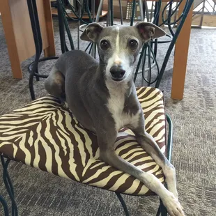 That was nice they let me bring him in. I kept him in my arms. Well, except when he sat down here.