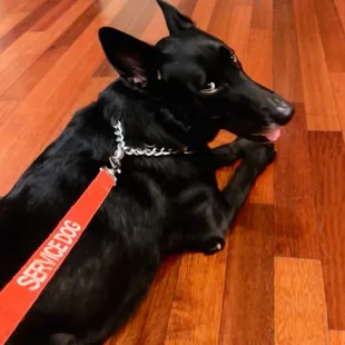 Shadow's, 'what do you want?' look