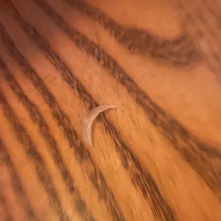 Finger nail in Buffalo chicken wrap