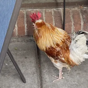 Chickens and roasters roam free