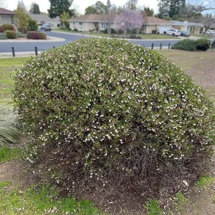 Bush and neighborhood in background!