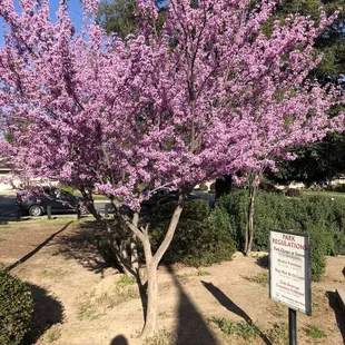 Beautiful trees and regulation sign