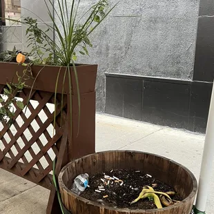 a potted plant on the sidewalk