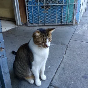 a cat sitting on the sidewalk