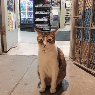 a cat sitting in front of a store