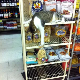 a cat on a shelf