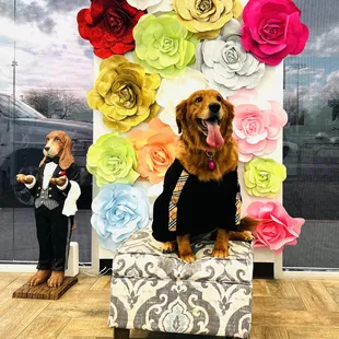 Thanks for Baya , the cutest dog coming today, we had a great with you being here.