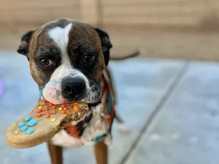 Bogart's Bone Appetit