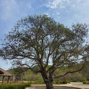 The tree in the courtyard
