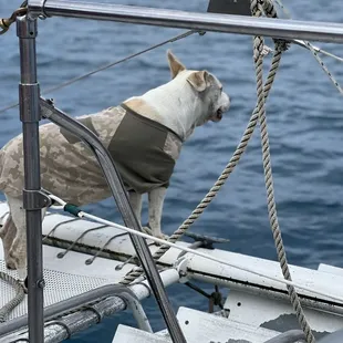 Best boat mate
