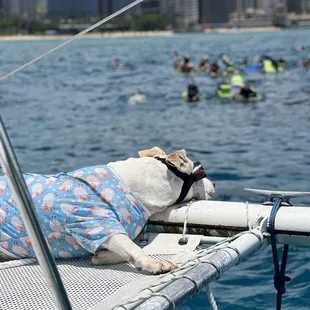 Dolphin watching!