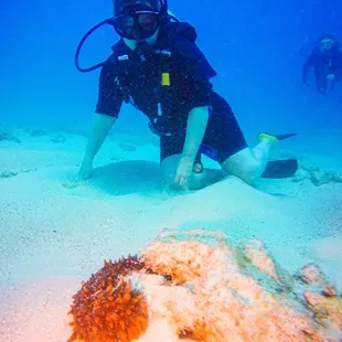 Chillin with a sea cucumber