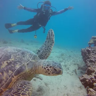 One of the many sea turtles!