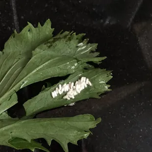 Bugs on the food that was delivered.