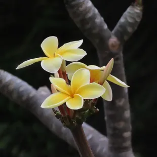 Plumeria