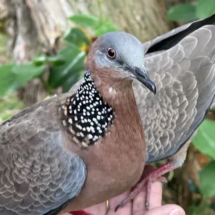 Spotted Dove