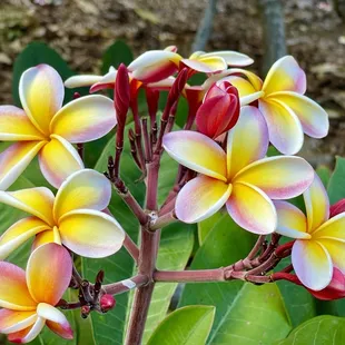 Plumeria Grove