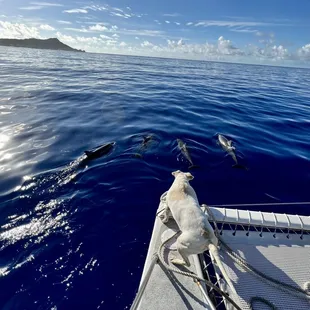 Riding out to the mooring line at Sea Tiger.