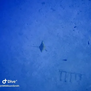 Great spot of a Spotted Eagle Ray circling Shark Tiger.